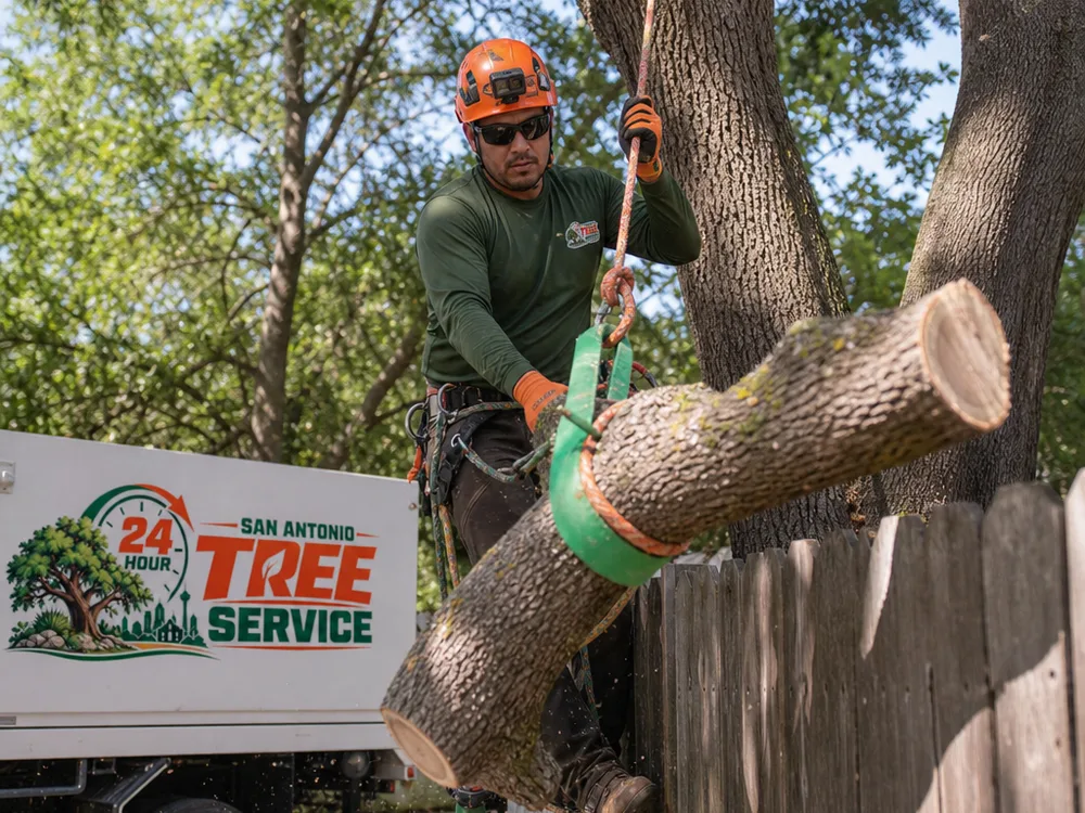 Tree limb being lowered with ropes near a residential fence line